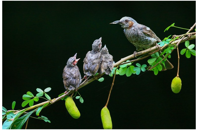 직박구니 이소`