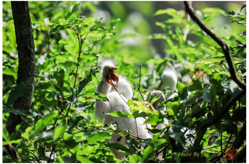 백로가 하는 말