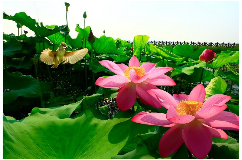 개개비 연밭에`