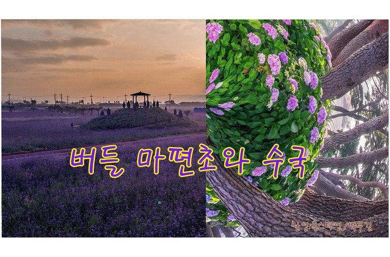 버들마편초와  수국