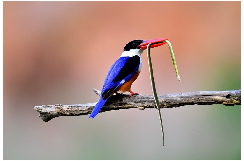 뱀 물고 들어온 청호반새`