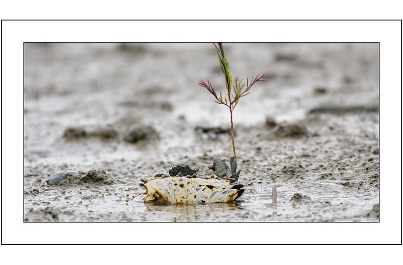 칠면초밑에서...