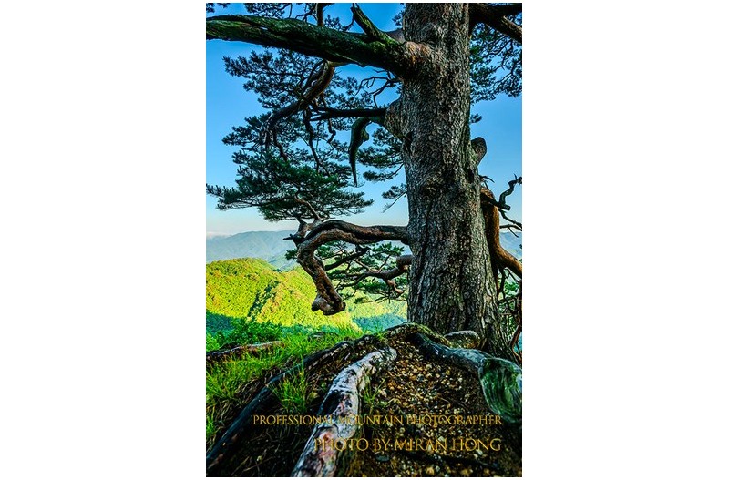 뿌리 깊은 나무(2)