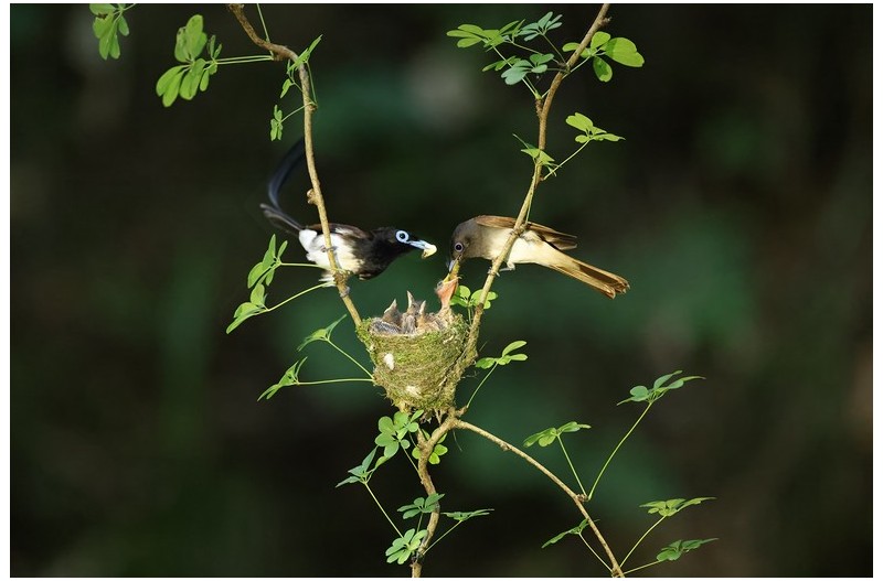 긴꼬리 딱새가족