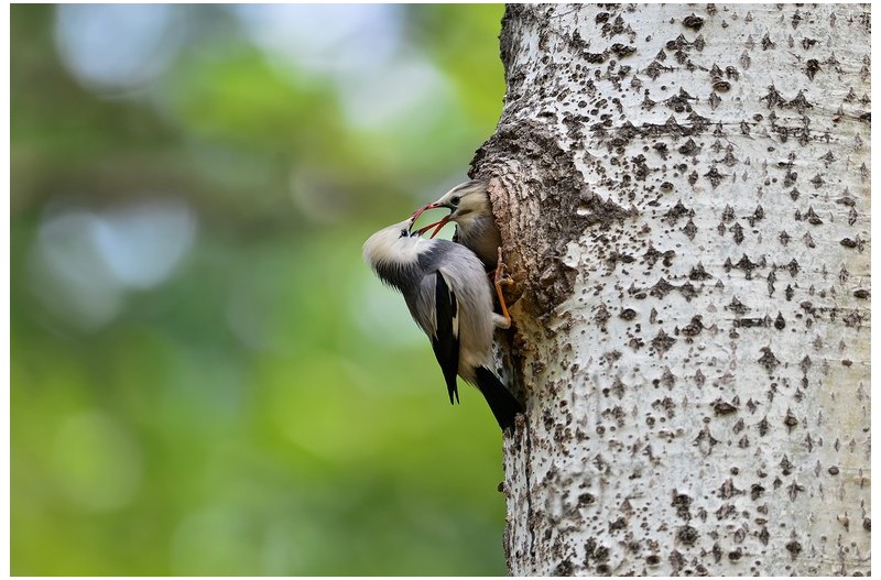 붉은 찌르러기둥지`