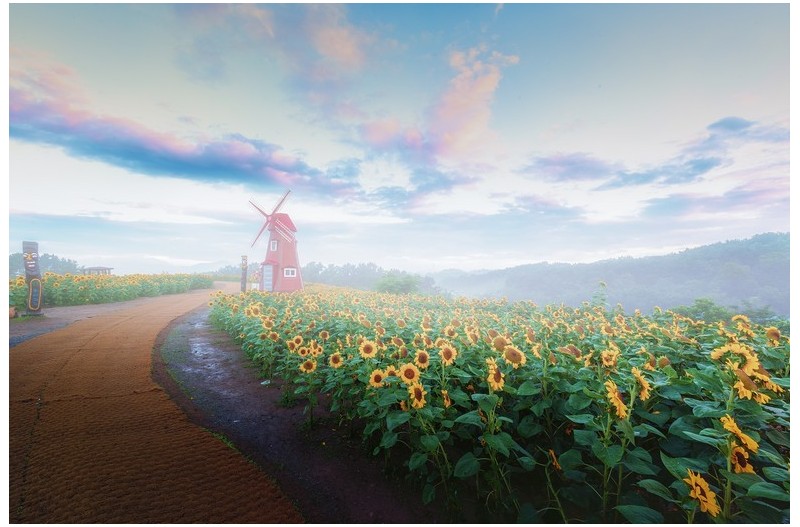 강주리 해바라기