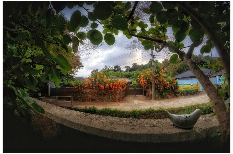 구소석마을 능소화