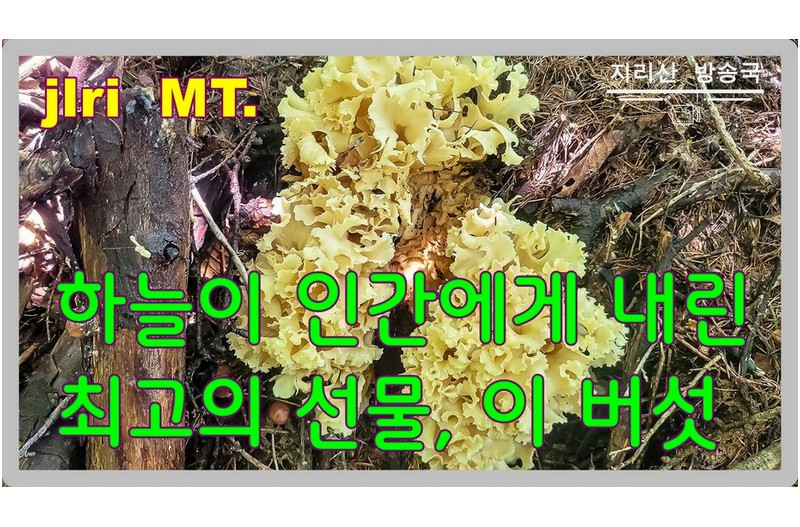 암 예방에 최고인 꽃송이 버섯