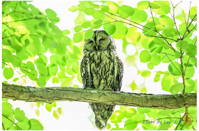 올빼미 어미(남이섬에서)