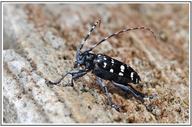 이를 모르는 곤충