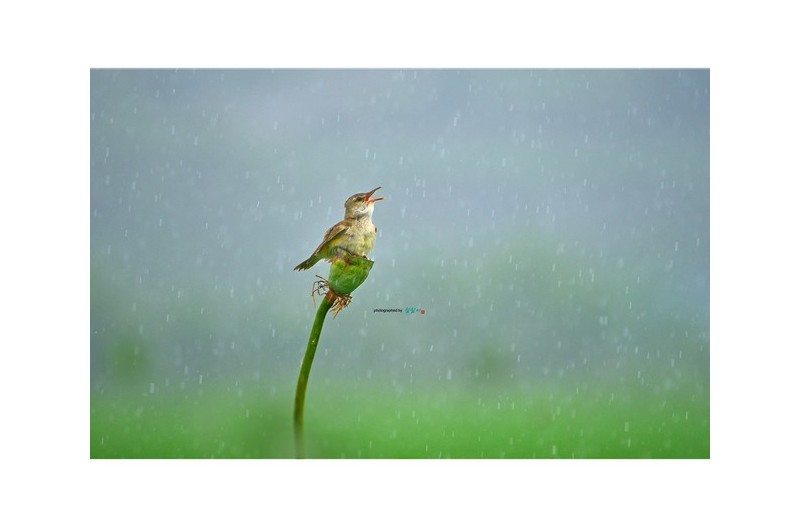 장마철 주남개개비 #3