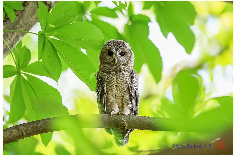 올빼미 유조(남이섬에서)