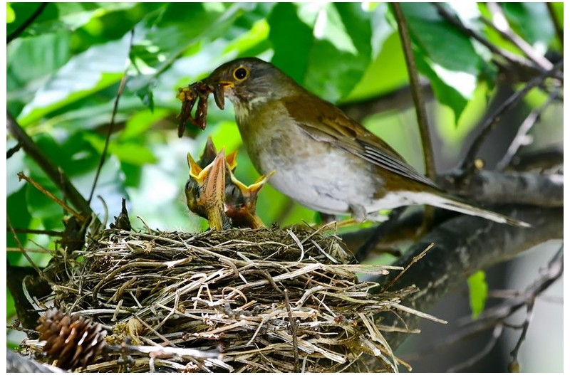 흰배직박기 육추`