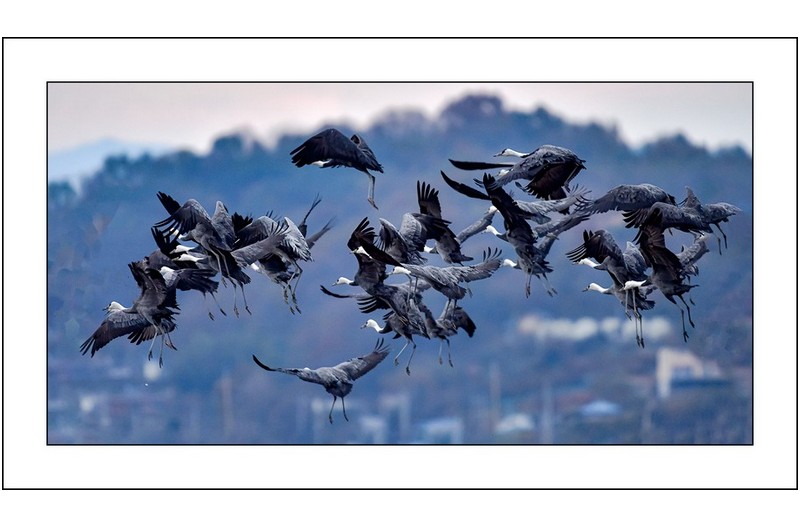 그리운흑두루미...