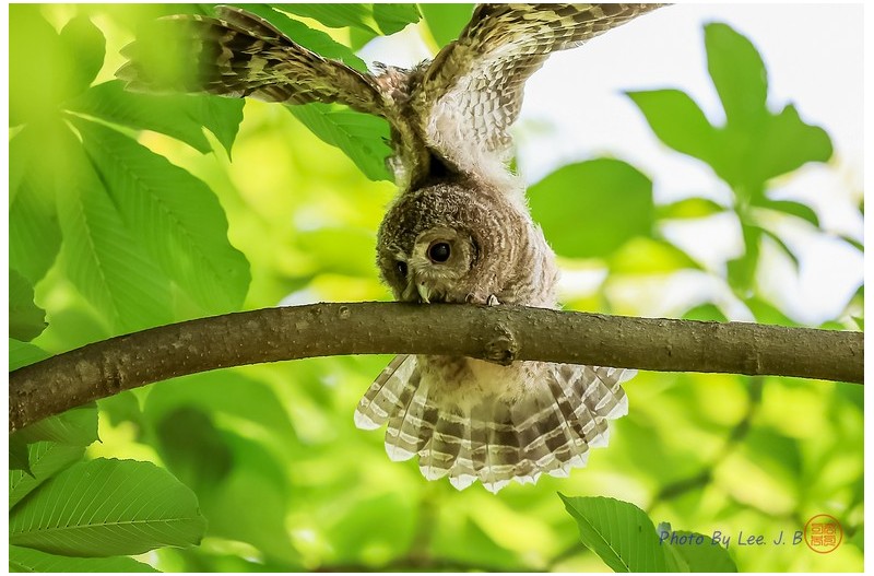 올빼미 유조(남이섬에서)
