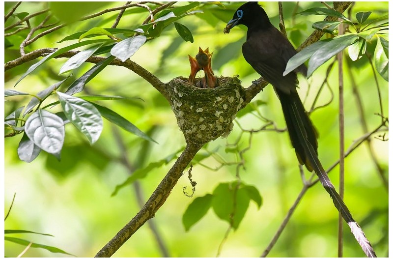 긴꼬리 딱새 둥지`