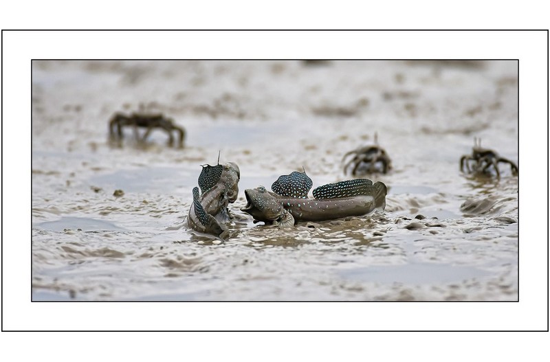 짱뚱어 이야기..