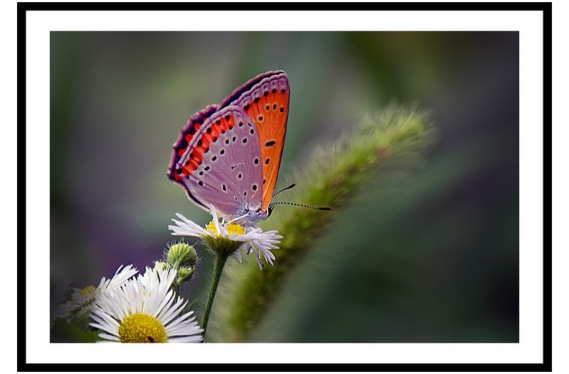 큰주홍부전나비