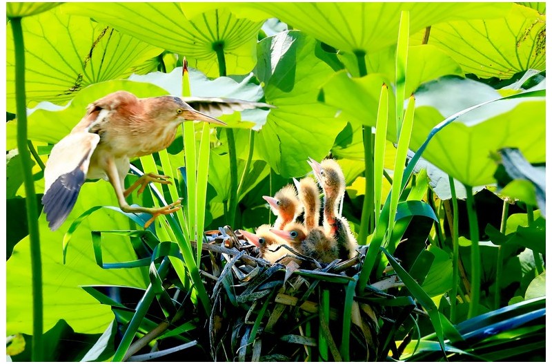덤불 헤오라기 둥지`