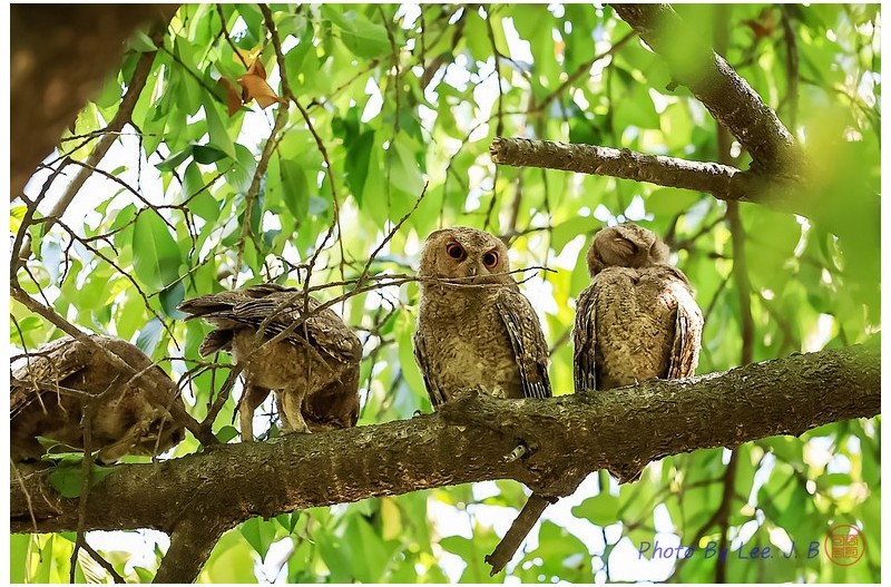 큰소쩍새 유조들