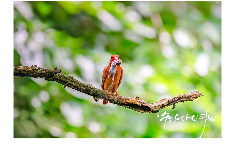 호반새의 육아일기