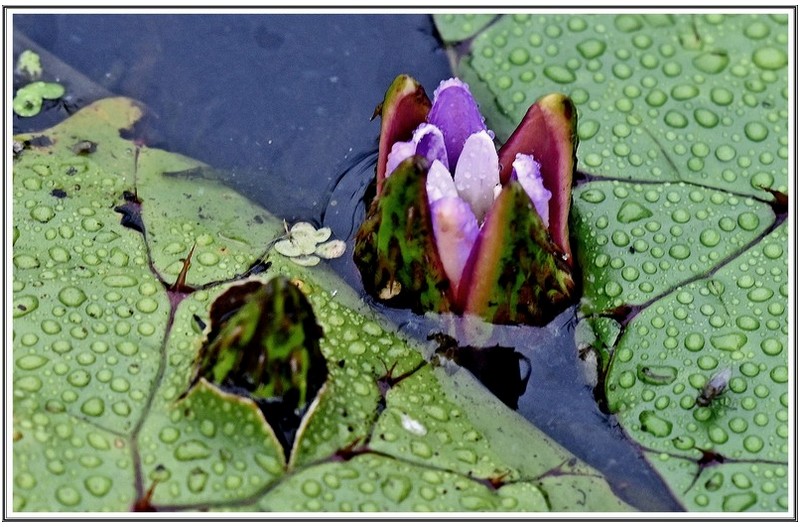 가시 연 개화 중