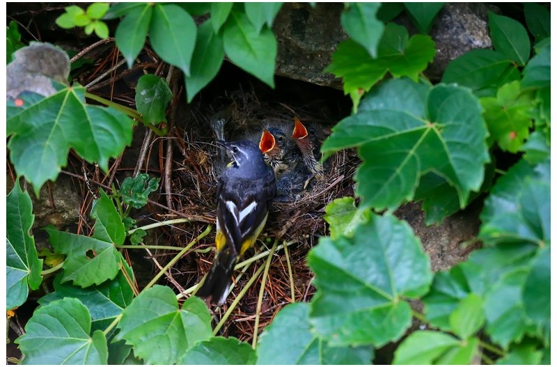 노랑턱 맷새 육추`