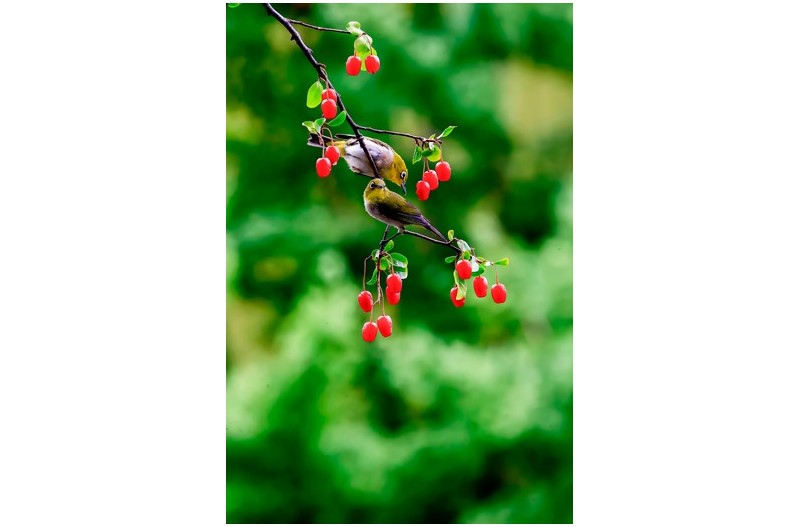 동박새 나들이`