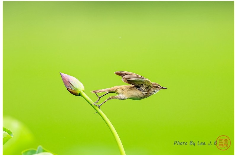 주남저수지 개개비 1