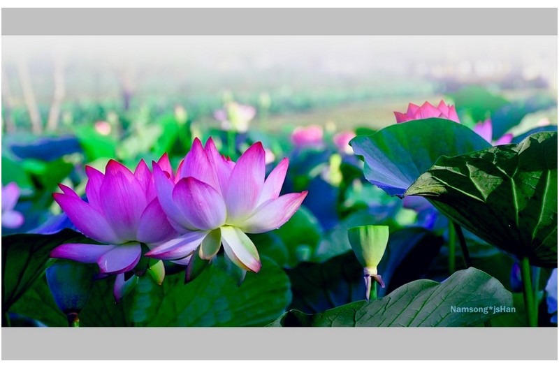 아름다운 연밭의 풍경 ----