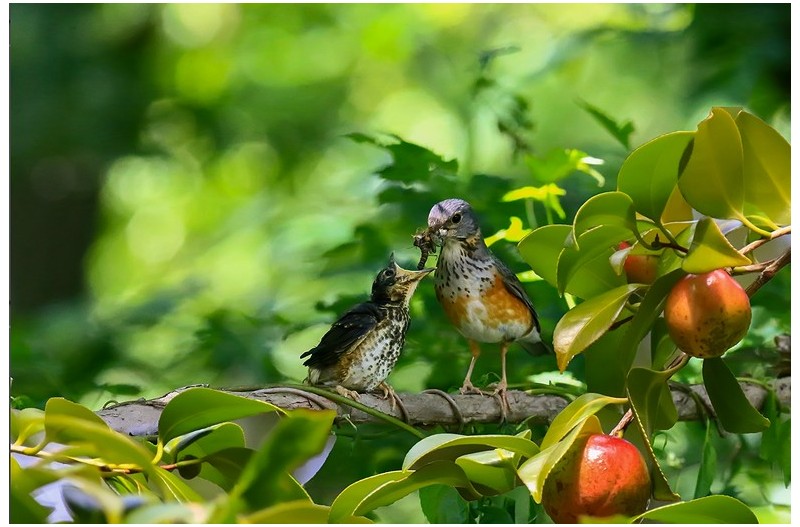 되직박기 이소`
