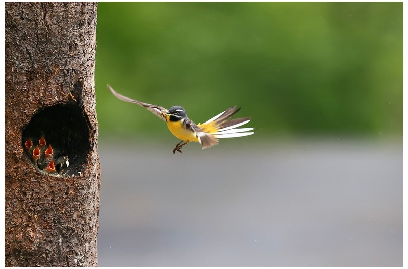 노랄할미새 둥지`