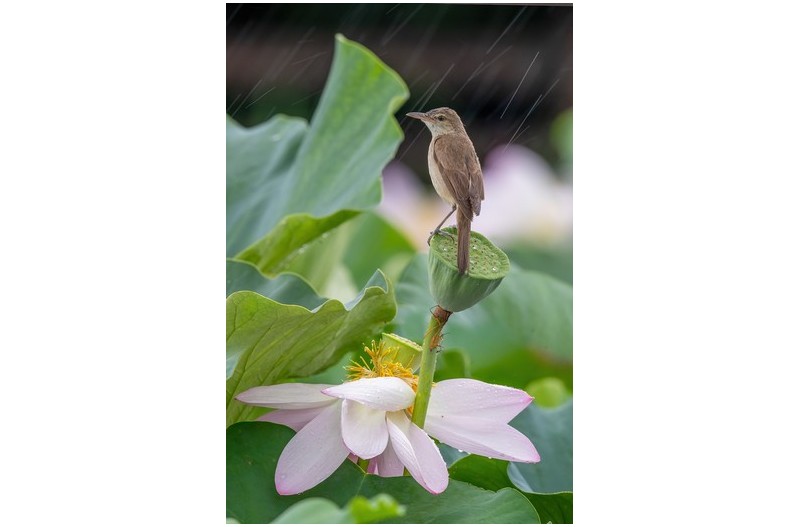 비오는날 개개비