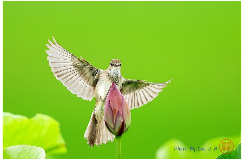 주남저수지 개개비 2