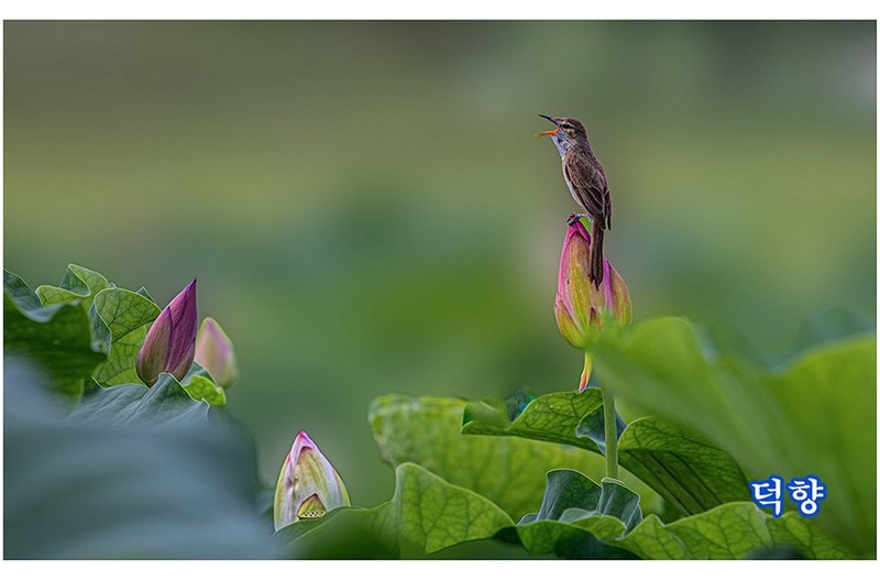 개개비(궁남지)