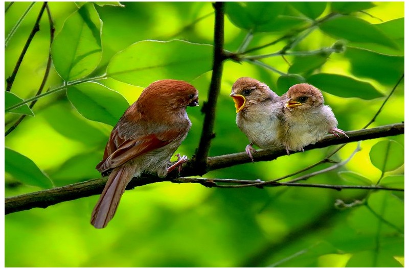 붉은머리오목이 이소`