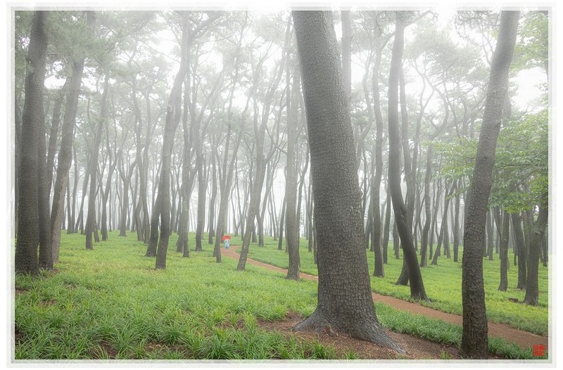 울기등대솔밭