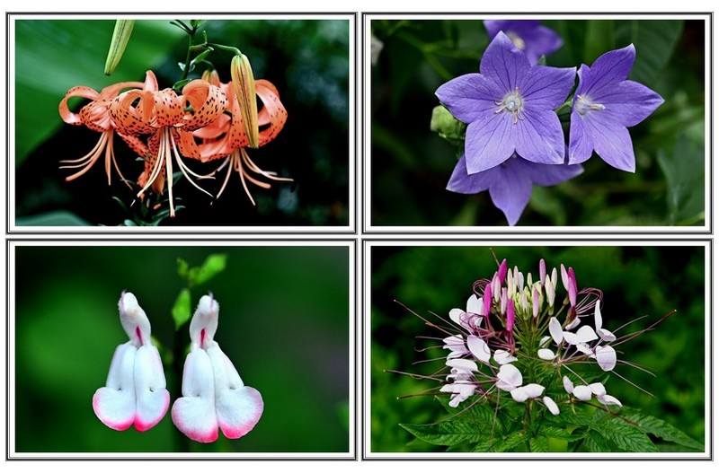 요지음 반기는 꽃들