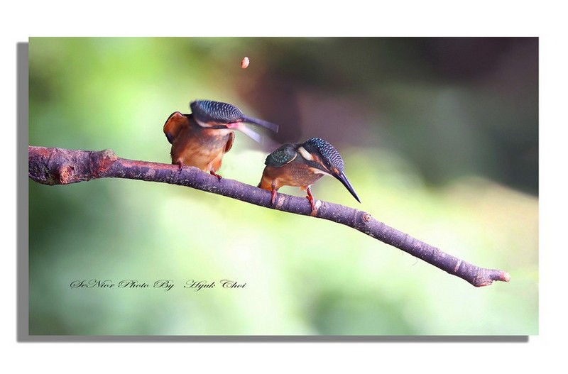 물총새 유조  ㅡㅡㅡㅡㅡㅡ