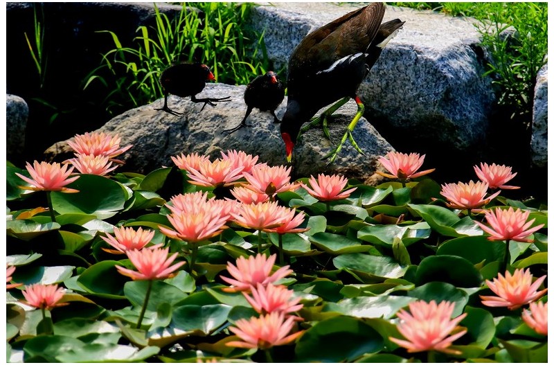 쇠물닭 나드리`