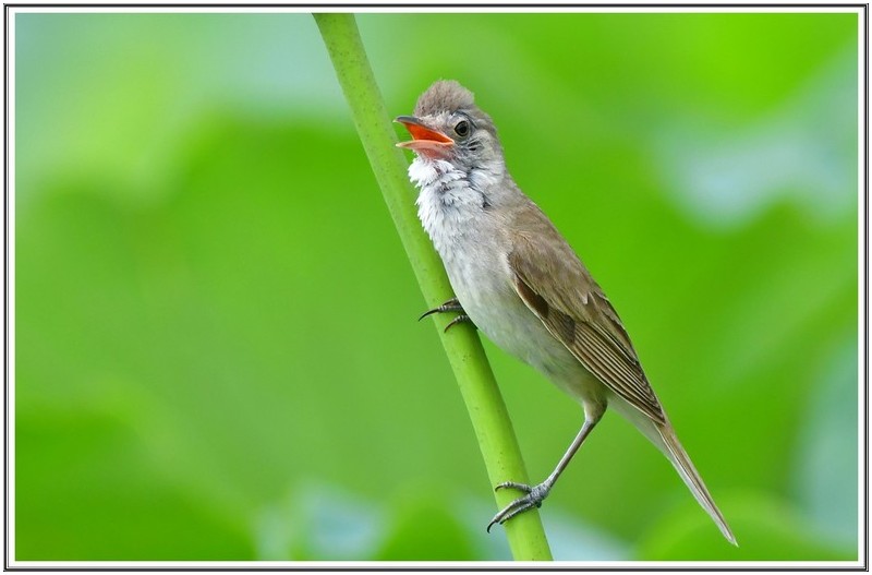 개개비 노래 소리