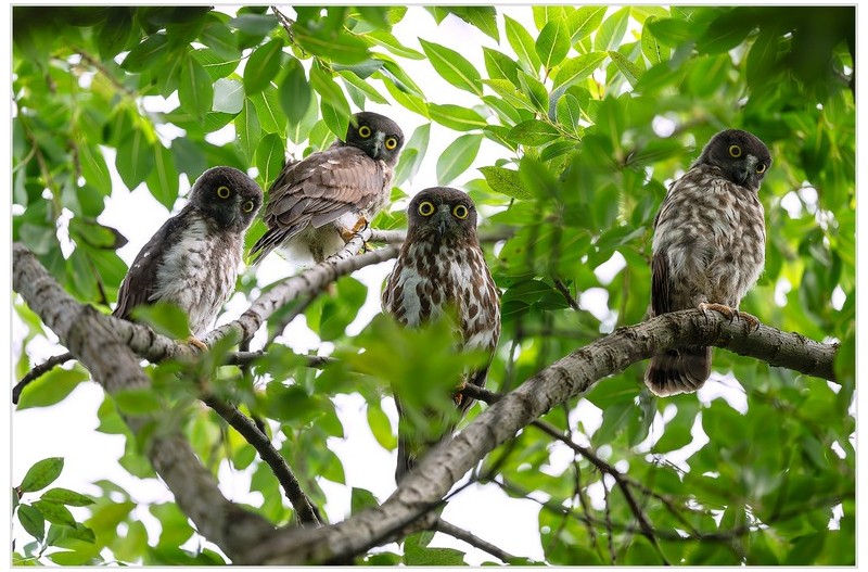 솔부엉이 가족사진