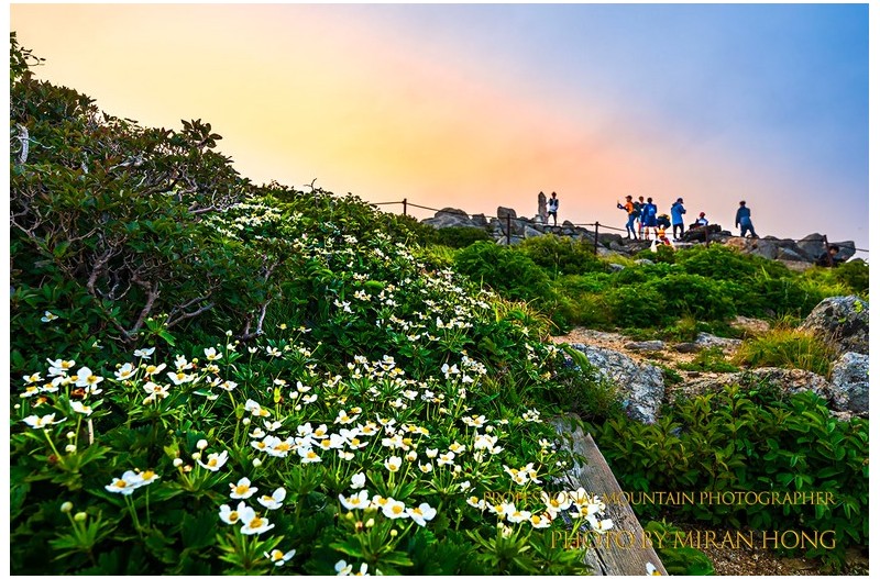 대청봉의 바람꽃