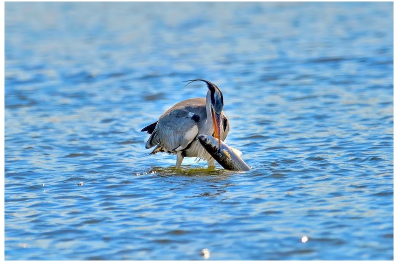 흑 가리먹이 사냥`