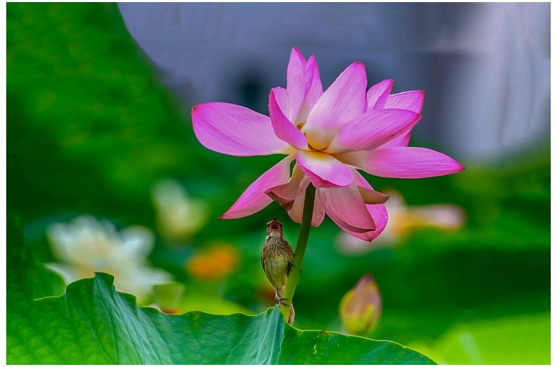 개개비 사랑노래