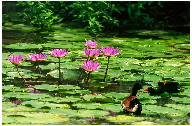 쇠물닭 나들이``