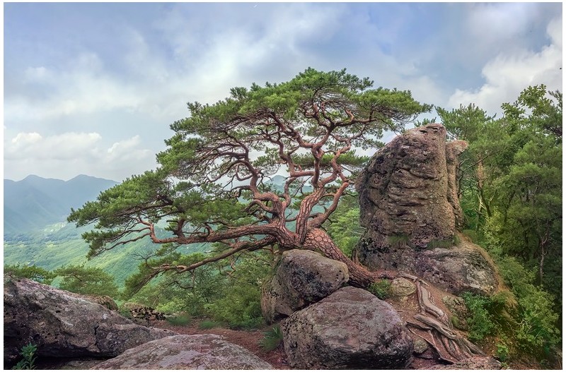 소나무가 서있는 산정