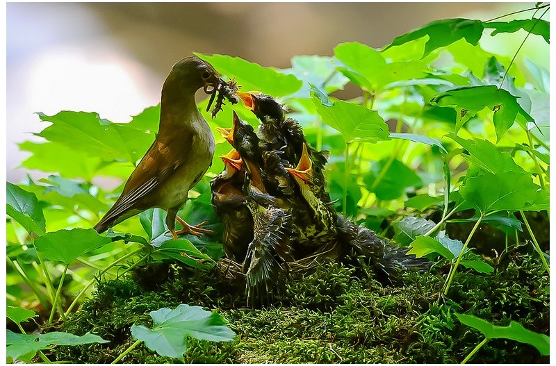 흰배직박기 육추`