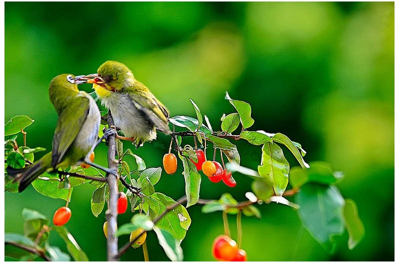 동박새둥지 떠나 보리수나무에````