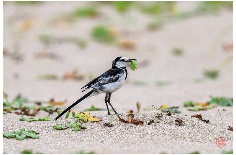 알락할미새 육추중